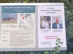 Врач из Екатеринбурга стал попечителем муравьеда Калининградского зоопарка